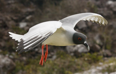 Genovesa Swallow-Tailed Gull