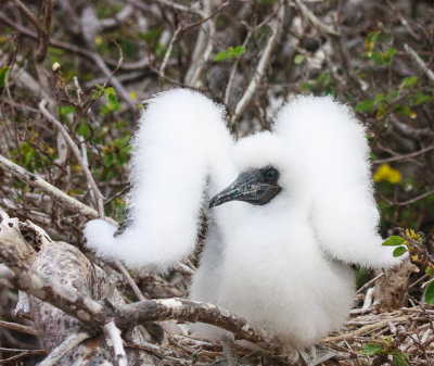 Genovesa Red-Footed Booby Chick
