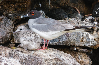 Genovesa Swallow-Tailed Gull with Chick