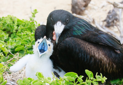 Genovesa Frigate Parent and Chick