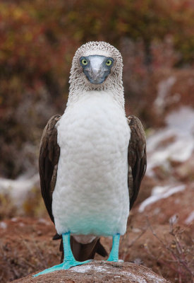 North Seymour Blue-Footed Booby