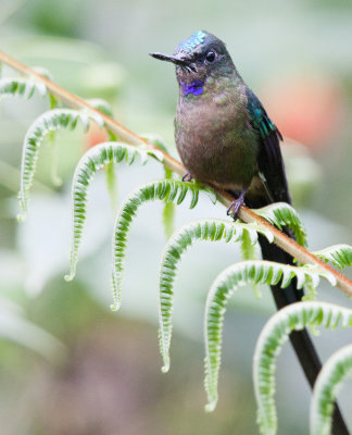 Long-tailed Sylph (but in western Andes)