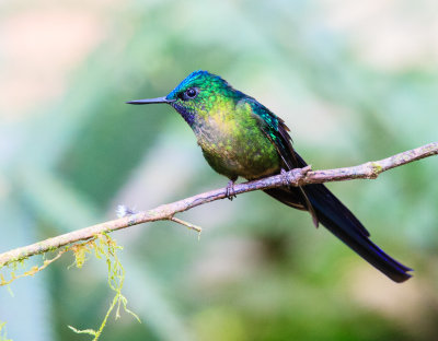 Violet-Tailed Sylph