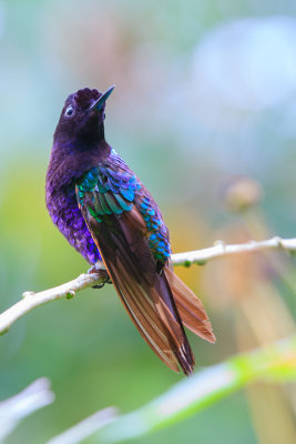 Velvet-purple Coronet