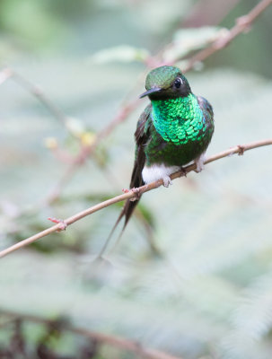 Booted Raquettail Hummingbird