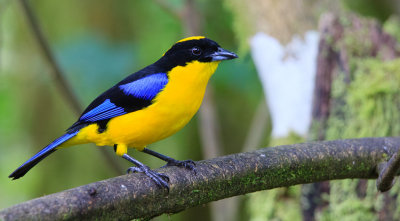 Blue-winged Mountain-Tanager