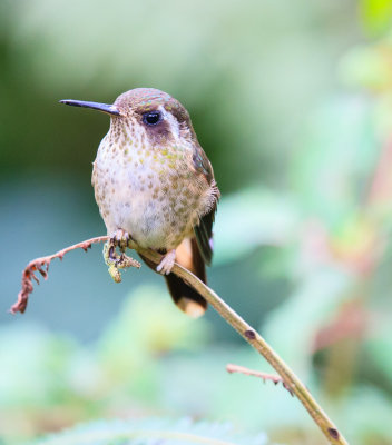 Speckled Hummingbird