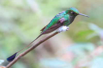 Booted Raquet-tail Hummingbird