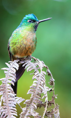 Violet-Tailed Sylph