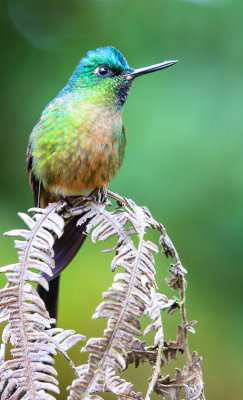 Violet-Tailed Sylph