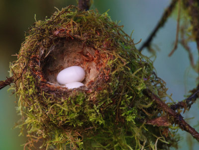 Hummingbird Nest