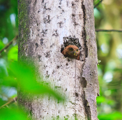 Cloud Forest Pygmy-Owl