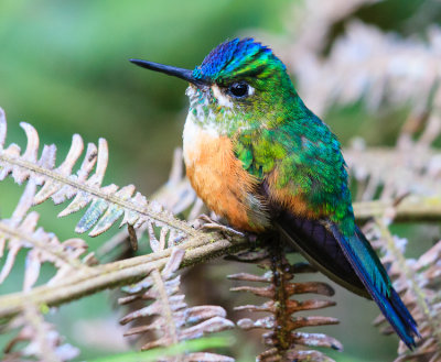 Violet-tailed Sylph (female)