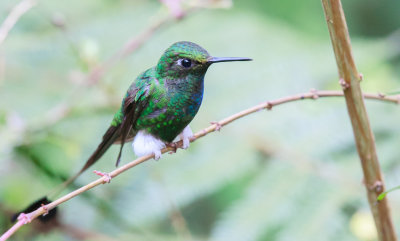 Booted Raquet-tail Hummingbird