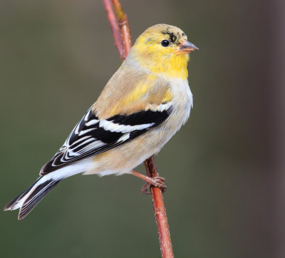 American Goldfinch starting to show just a little breeding plumage