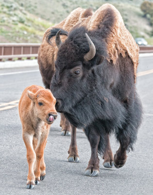 Bison Baby And Parent On The Road