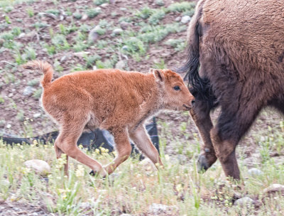 Baby Bison - Umbilical Cord Still Present