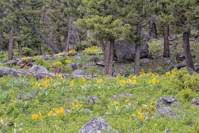 Yellowstone Wildflowers