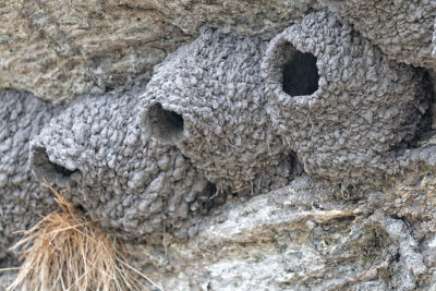 Swallow Mud Nests at Soda Butte