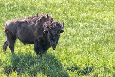 Bison at Soda Butte
