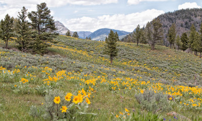 Wildflowers Yellowstone