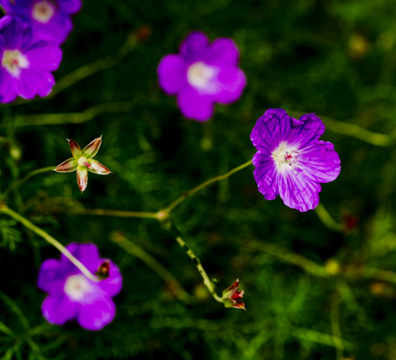 BAA_4663