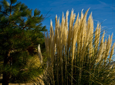 pampas_grass