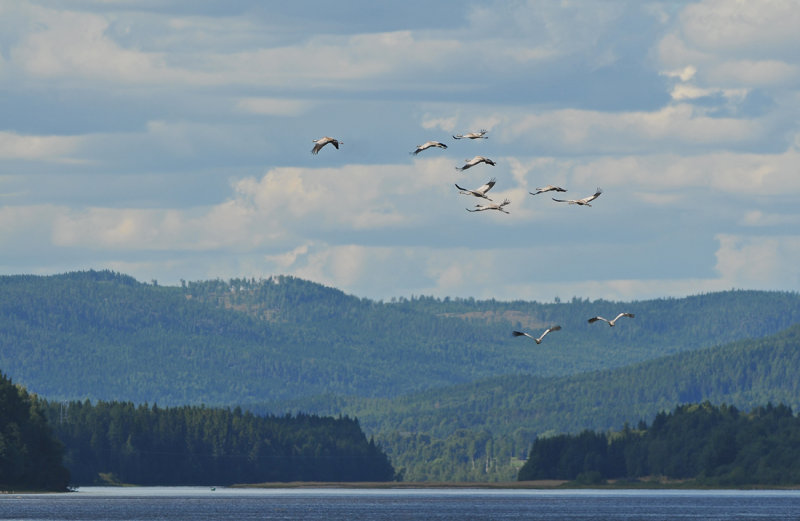 tranor, Styrnäs