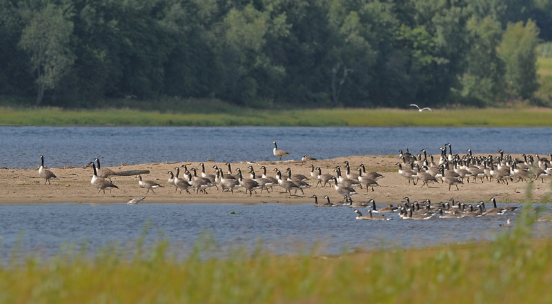 kanadagäss, ångermanälven
