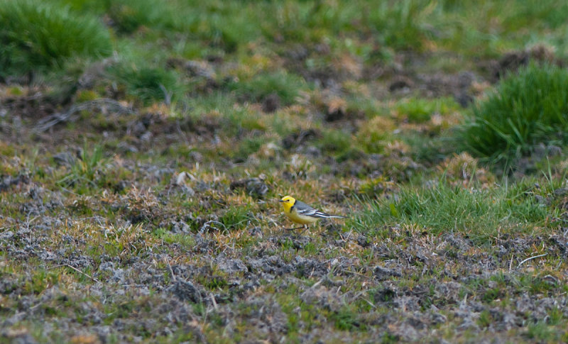 citronärla Fysingen