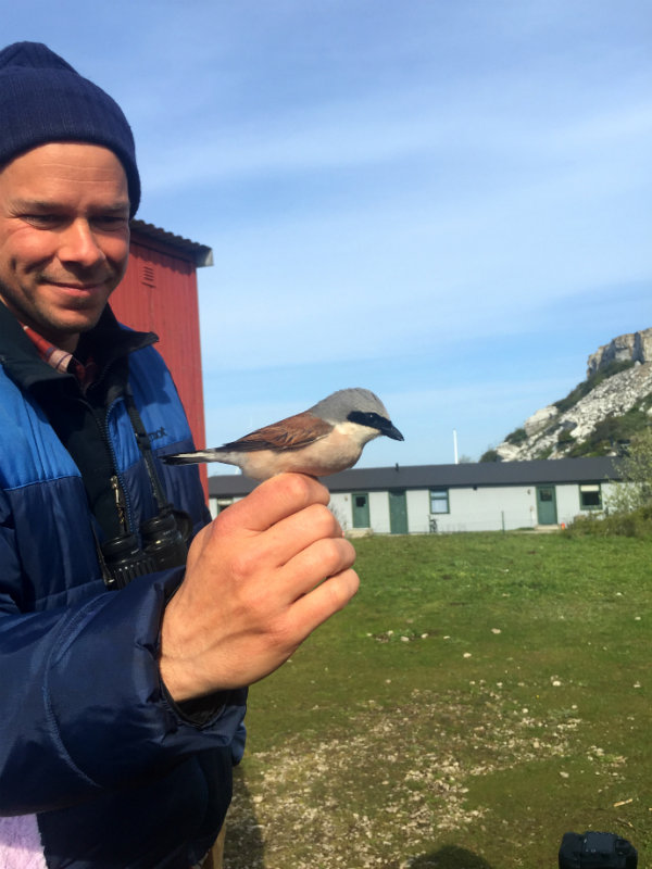 matti med törnskata