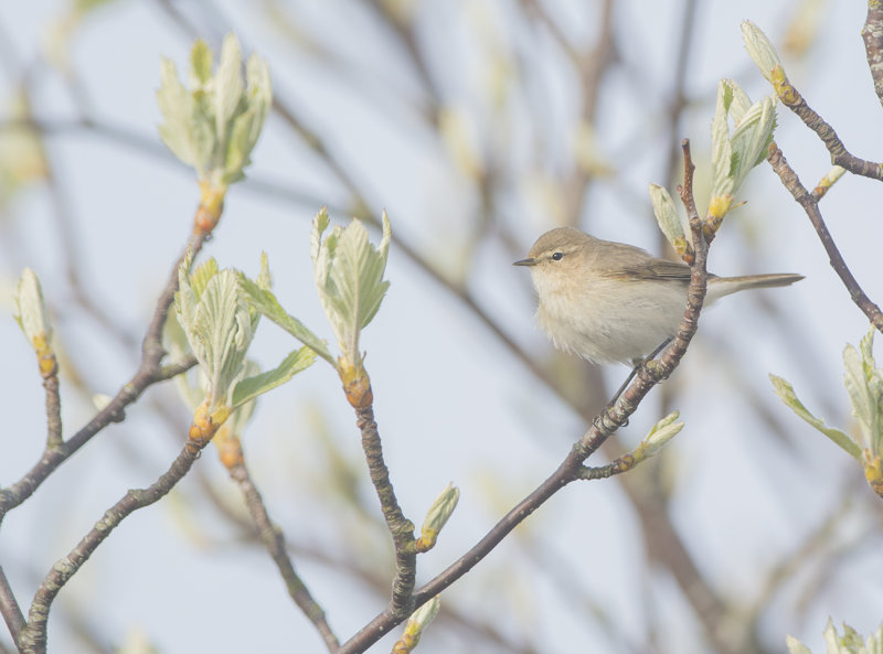 sibirisk gransångare, tristis