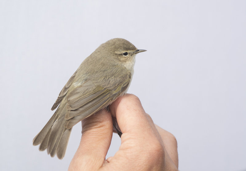 sibirisk gransångare, tristis