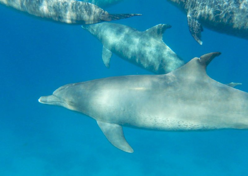 delfiner 