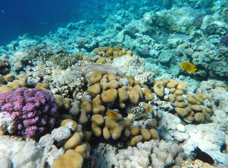 koraller 