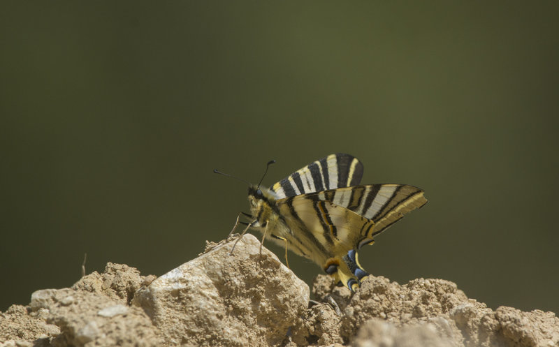 scarce swallowtail, Segelfjril - Villanueva De Rosario