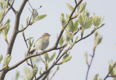 sibirisk gransngare, tristis