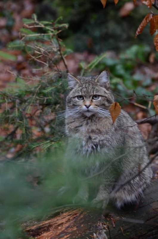 WILD CAT