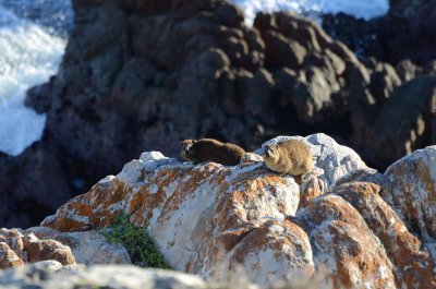 DASSIE ENJOY THE SUN