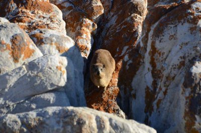 DASSIE ENJOY THE SUN