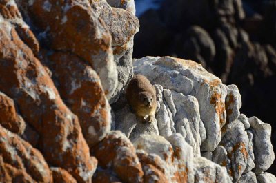 DASSIE ENJOY THE SUN