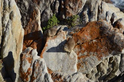 DASSIE ENJOY THE SUN