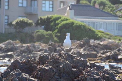 IN THE HARBOUR OF KLEIN BAAI