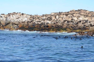 CAPE FUR SEAL