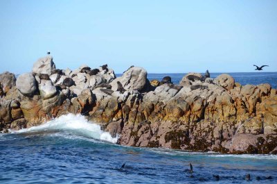 CAPE FUR SEAL