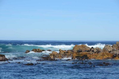 CAPE FUR SEAL