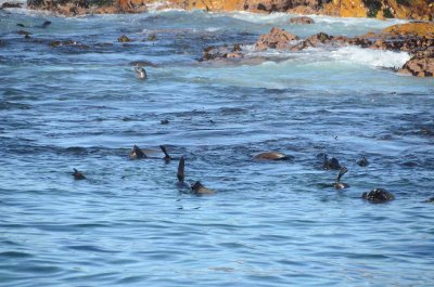 CAPE FUR SEAL