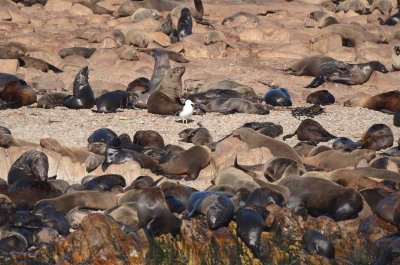 CAPE FUR SEAL