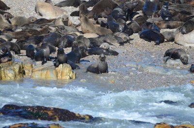 CAPE FUR SEAL