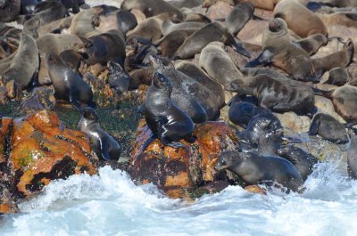 CAPE FUR SEAL